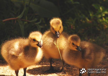 ������������� ����������� :)