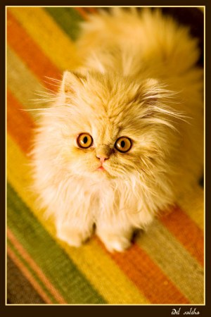 ����� (4 �������� ����������)