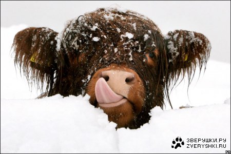 ���� �� ������ ���������� ��������� ���� :)