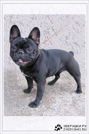 ����������� ��������