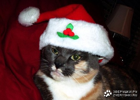 ���������� ������ (7 ����������)