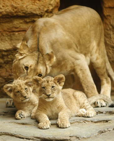 ������ �������