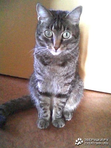 ����� Ҹ�� (11 ����������)