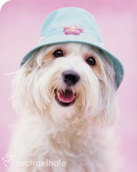 �������� �������� �� Rachael Hale (15 ����������)