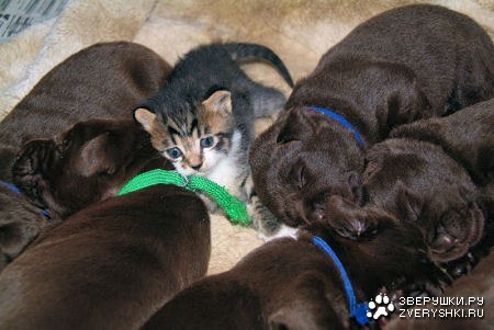 ������ :)