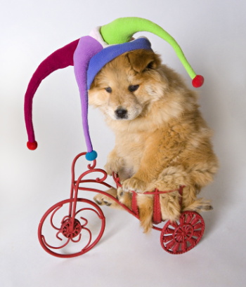 �������� ���������� �� Jima Zuckerman (12 ����)