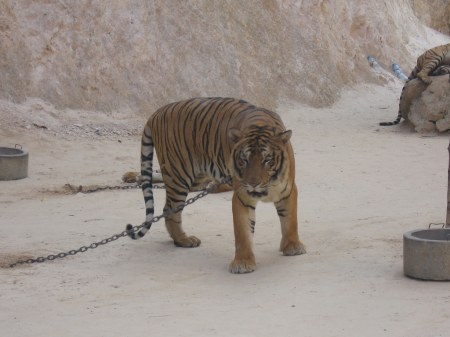 �������� ����