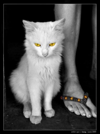 ������������ ���������� Isac Goulart (6)