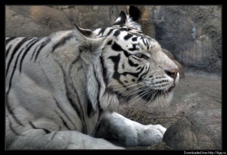 ������ :)