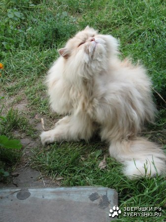 ����� ������ :)