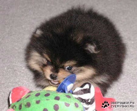 ������� ����� :)