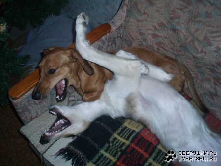 ��� ����������������� :)