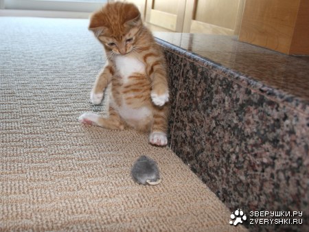 ��� ��� �� ��� ������? :)