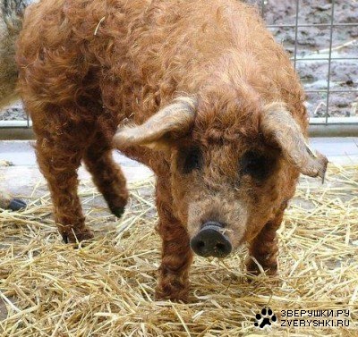 ������-�������� ������ ������ ��������� ������