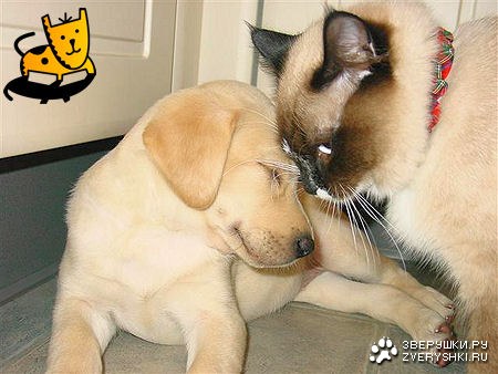 ������ ������� :)