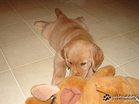 ������� �������� :)