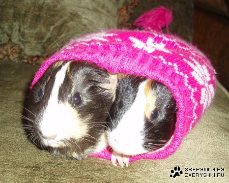 ��� ������� :)