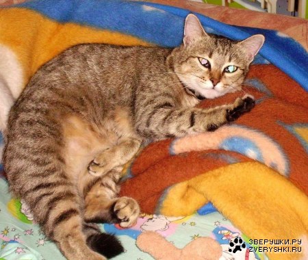 ����������� :)