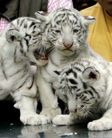 ������� ���� � � �������