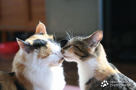 �������� ��� ���������� �������! :)