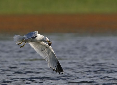 �������� ������ (9 ����������)