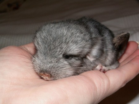 �������� - ������ ����� (3 ����������)