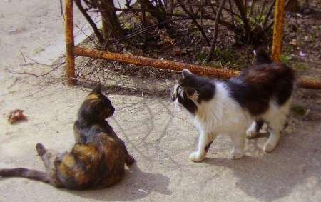 ����������, ��������� �������������?