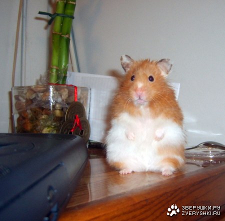 ��, �� ���� �����! :)