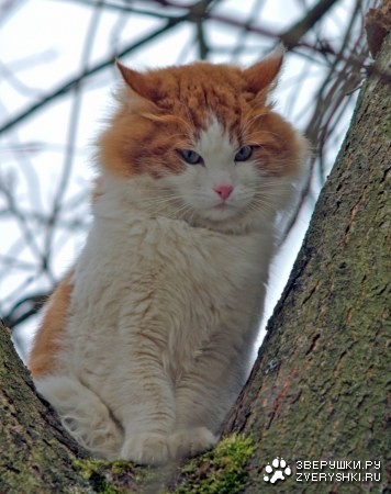 � ��������...