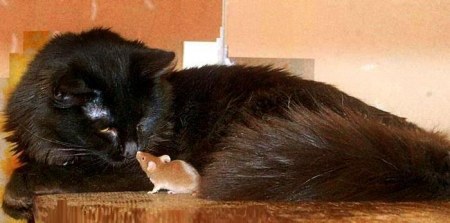 �������������� �������