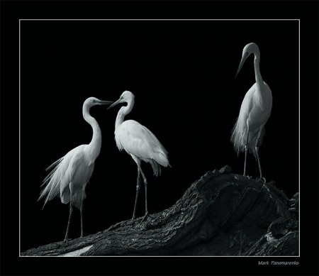 ������ ��������� ���� (36 ����������)