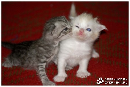 ���-�� � ���� �������, ���� :)