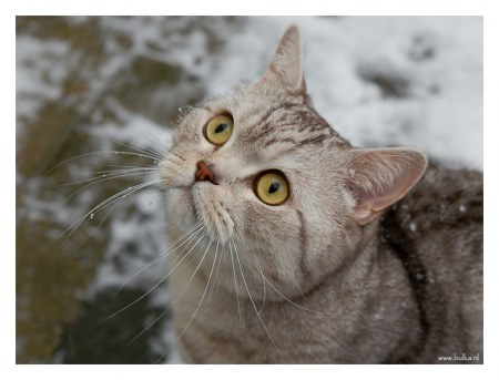 ��������! ������� �������!