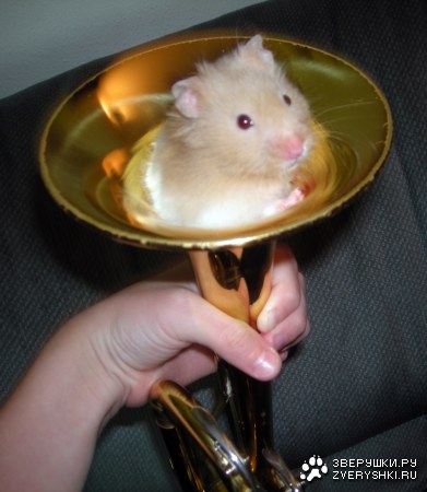 ������ � ����� :)