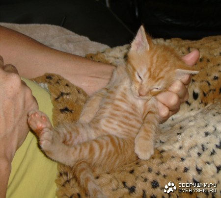 ����� ������� ;)