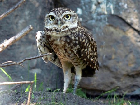 �������� ���