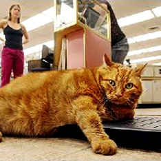 ��� ����� ���������� ��������