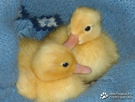 ��������� ����� :)