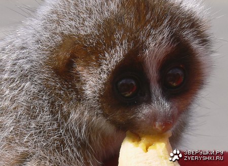 �������� �������� :)