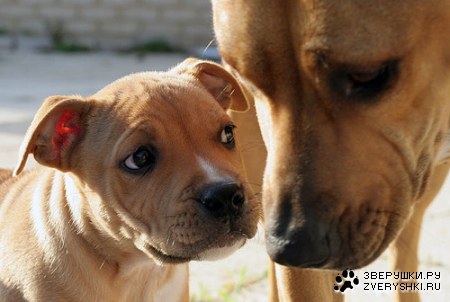 ������� :)