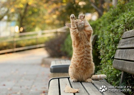 ���������� :)