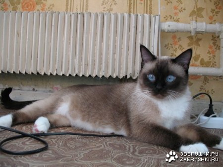 ���������� ������ ����-��