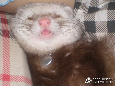 ������ �������