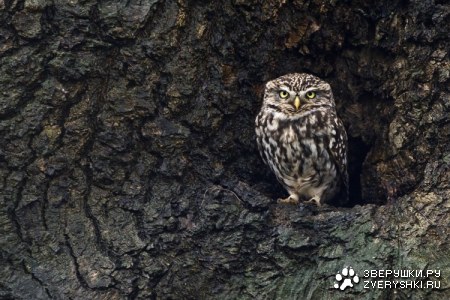 ������� ���� ;)