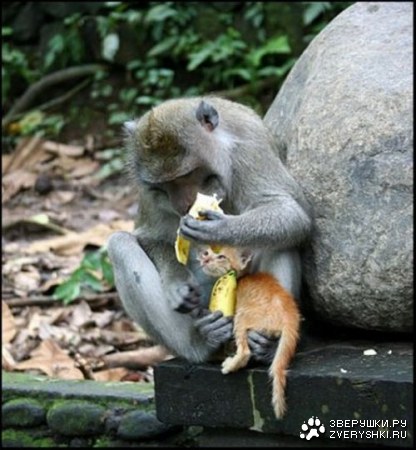 �������� � ������ (4 ����������)