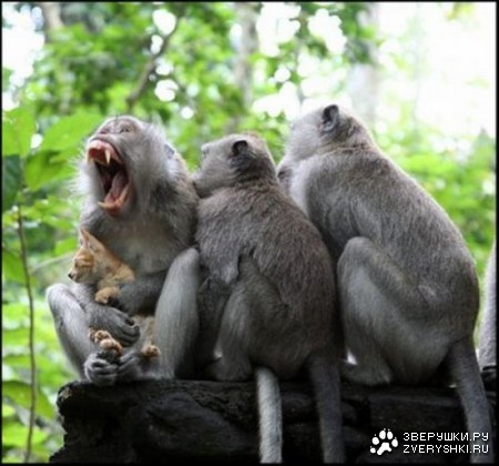 �������� � ������ (4 ����������)