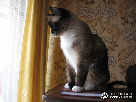 ���� ���������� (8 ����������)