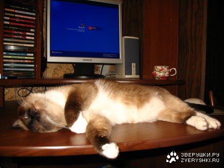 ���� ���������� (8 ����������)