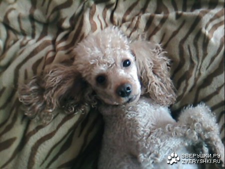 ����� � ���� (6 ����������)