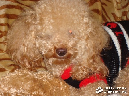 ����� � ���� (6 ����������)